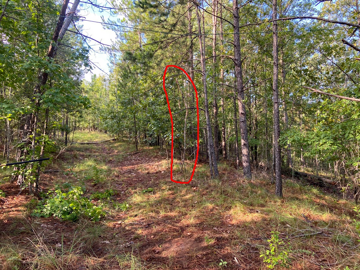 The hanging vine is not easy to see, so I circled it. (Photo © Russ Chastain)