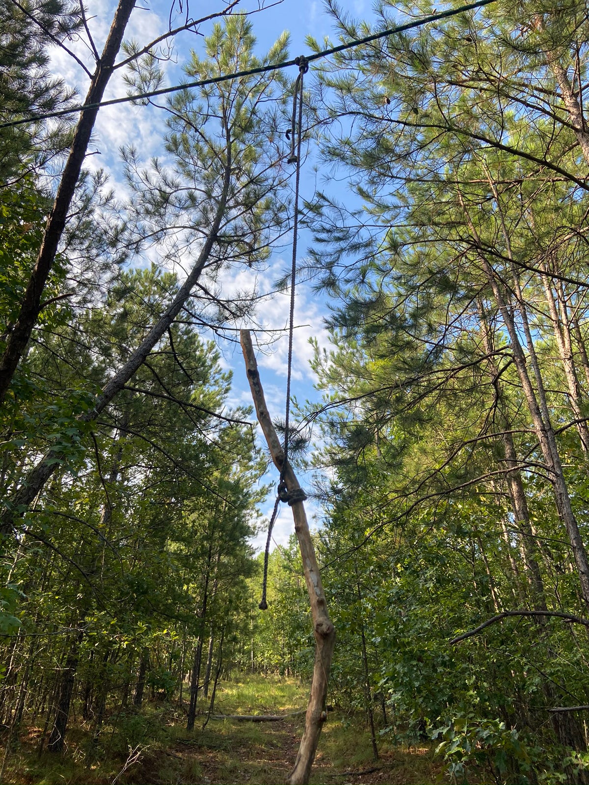 "Licking branch" vine just hangin' around. Sure hope the deer like it. (Photo © Russ Chastain)