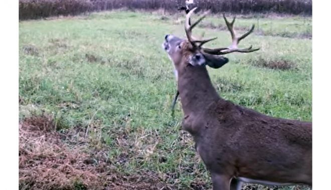 Top 8 Mock Rut Scrape Fails