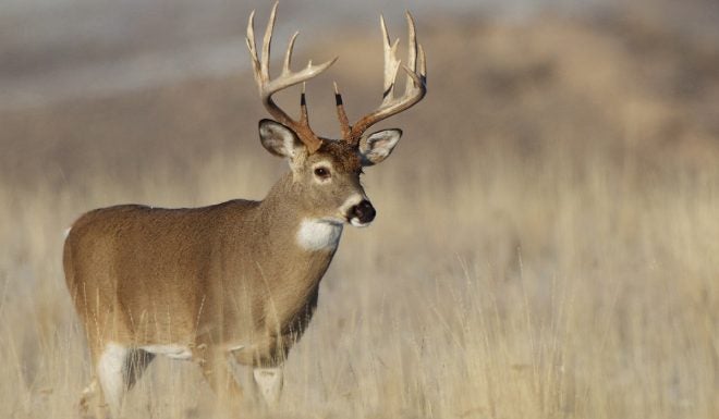 Five Best New Cartridges for Deer Hunting