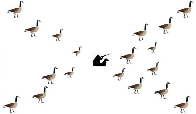 Crane Crane