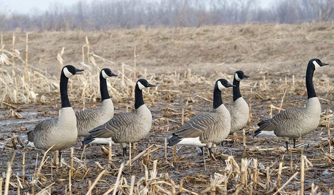 Five Goose Hunting Decoy Spreads that Actually Work