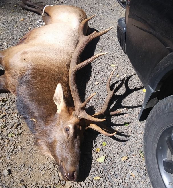 Archery Hunter Gored, Killed by Elk He’d Arrowed