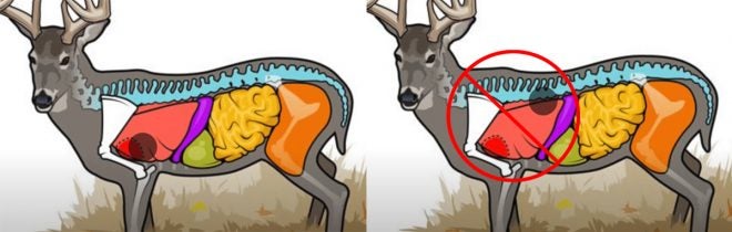 Deer Hunting Shot Placement: The Vital V