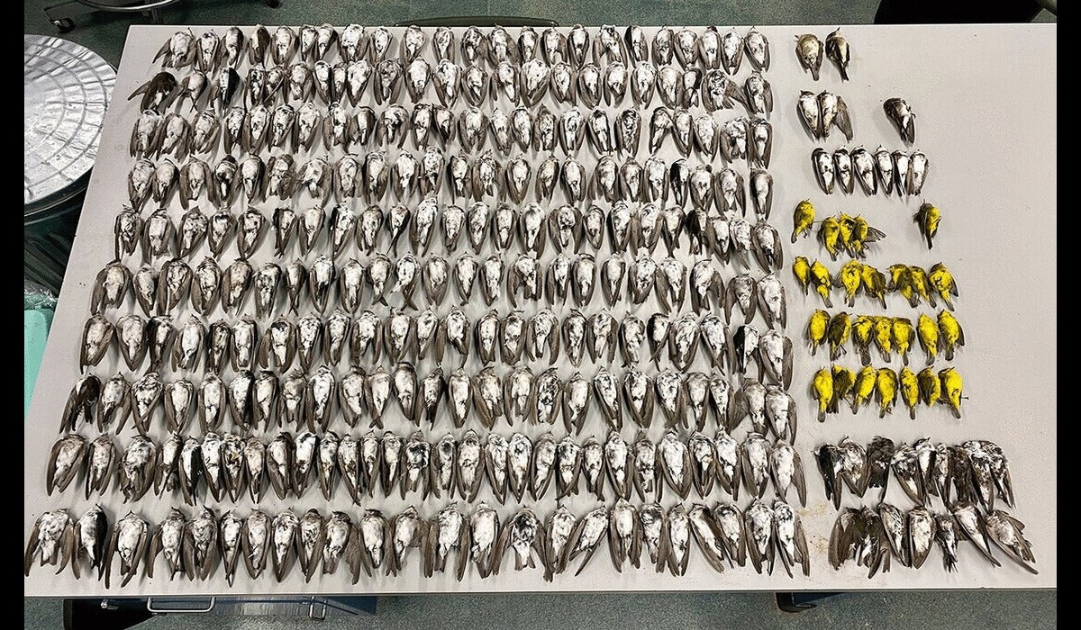 Southwestern Bird Die-Off: An Unsolved Mystery Southwestern Bird Die-Off: An Unsolved Mystery