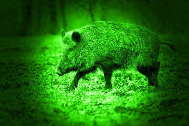 Missouri to Allow Thermal and Night Vision for Hogs and Other Invasive Species
