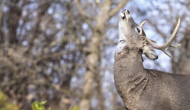 Buck in rut