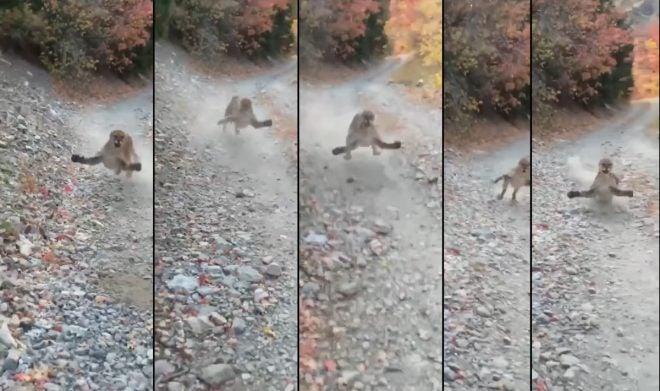 Watch as This Cougar Chases a Hiker — for 5 Minutes!