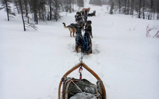 “Yukon Men” Dog Teams Have no Food; You Can Help