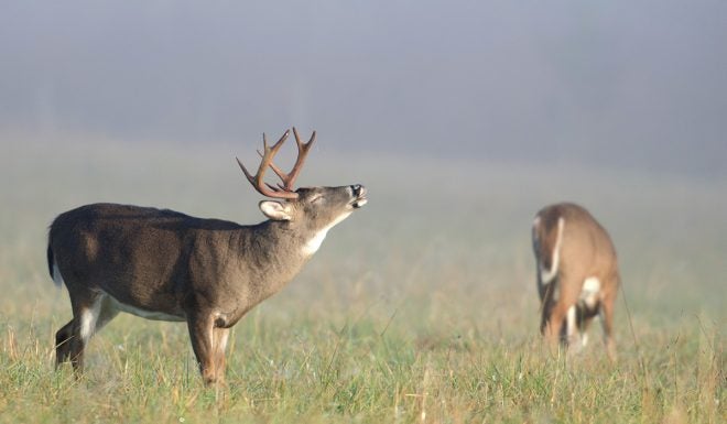 How to Hunt Deer in the Rut