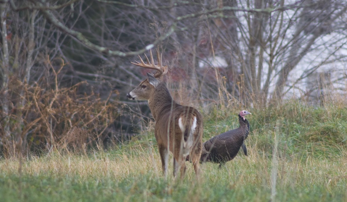 The Best Deer Guns for Urban Areas The Best Deer Guns for Urban Areas