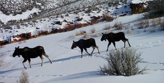 Home On The Range #009: Simple Steps for Wildlife Habitat Rehab