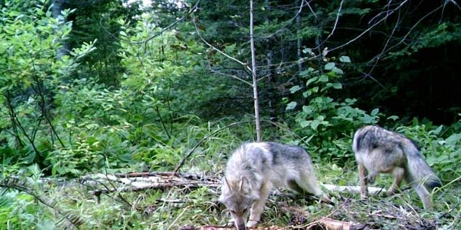 Feds REMOVE Gray Wolves from Protection of Endangered Species Act