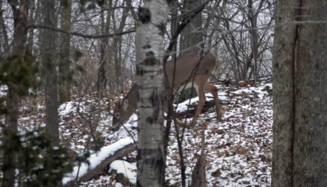 Sturgis: Post-Rut Deer Hunting Strategies