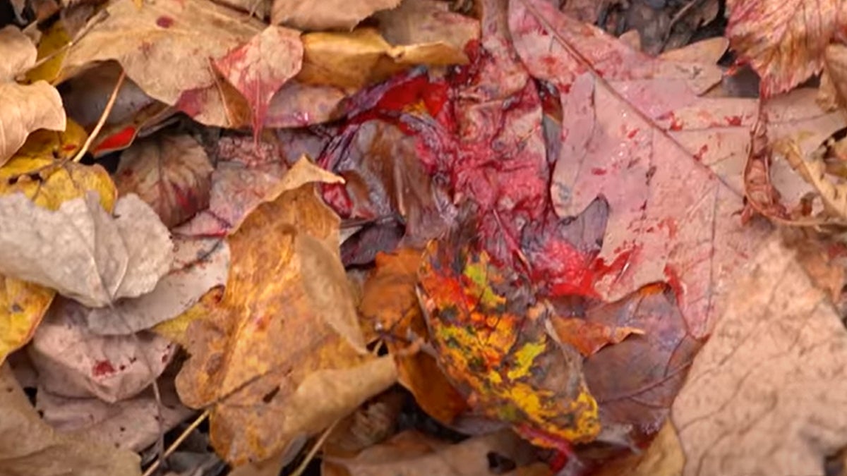 Blood Trailing: Most Unrecovered Deer are Lost due to Lack of Patience Blood Trailing: Most Unrecovered Deer are Lost due to Lack of Patience