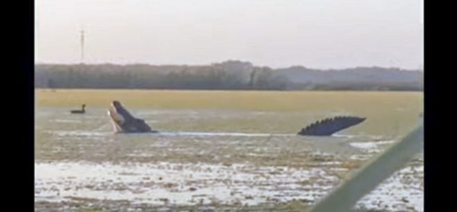 Huge Alligator Eats Hunters’ Ducks Before They Can