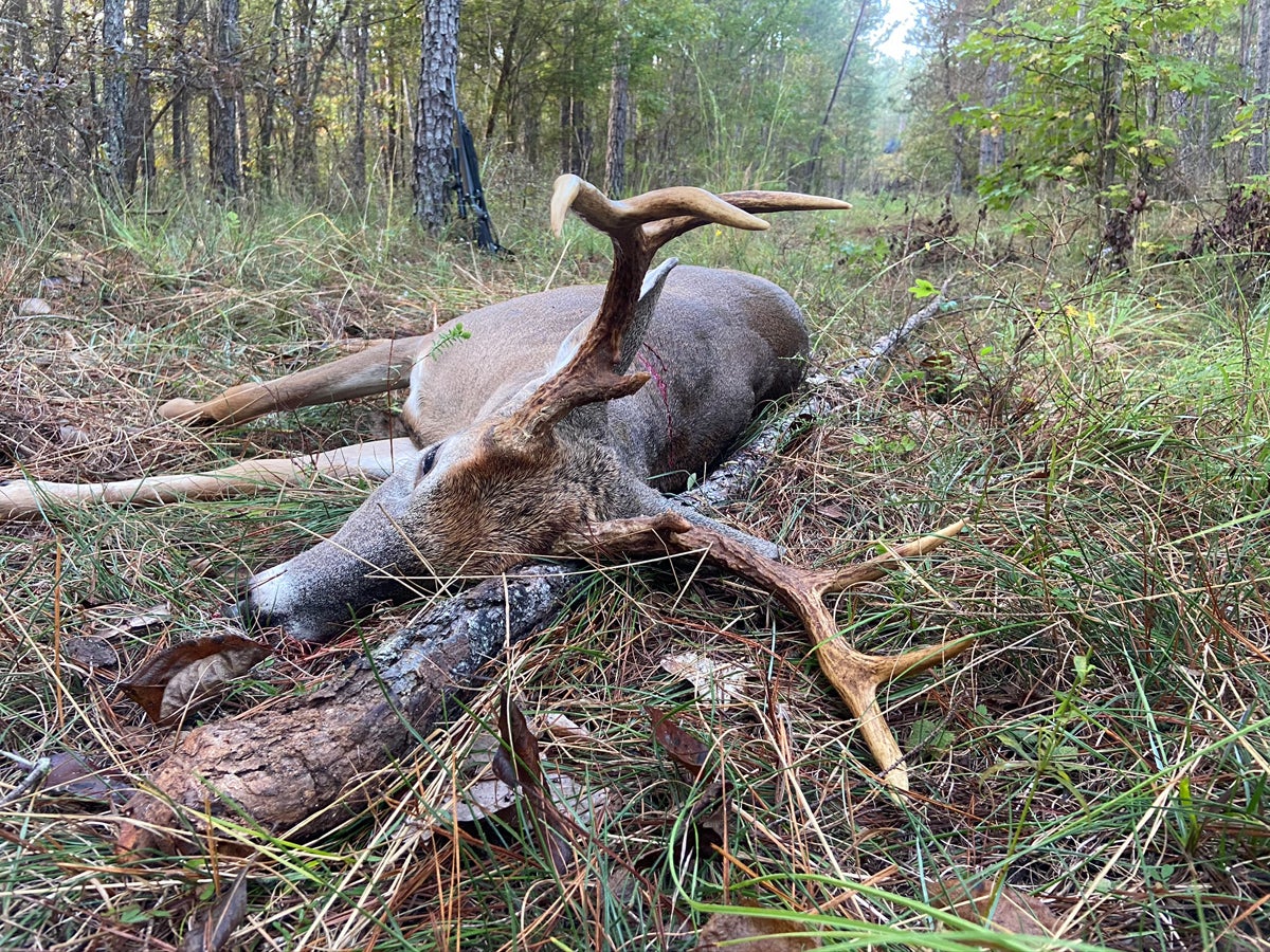 Friday morning 8-point. (Photo © Russ Chastain)