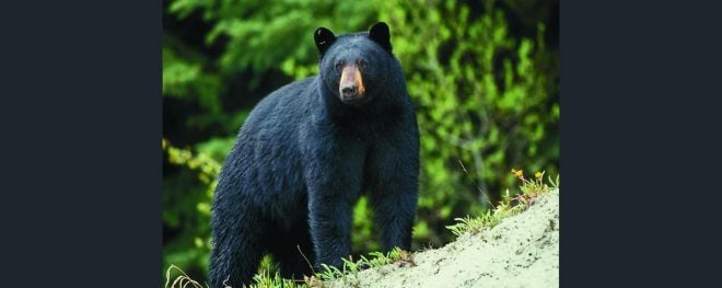 Missouri Department of Conservation Approves 2021 Black Bear Hunt