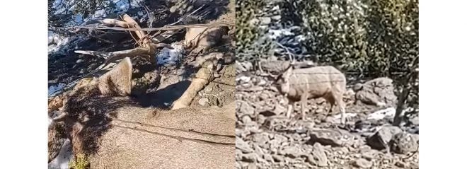 Mule Deer Caught in Barbed Wire Saved by Hunters