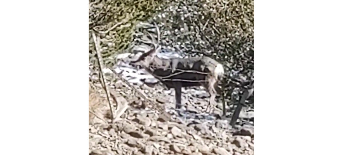 deer caught in barbed wire