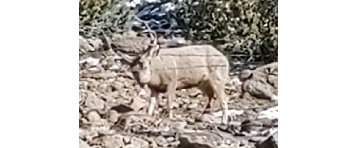 deer caught in barbed wire