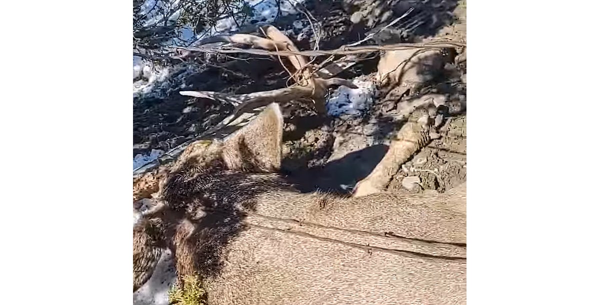 deer caught in barbed wire