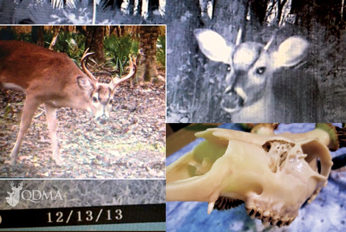 Deer With Fangs: Genetic Throwback or Modern Crossbreed? Deer With Fangs: Genetic Throwback or Modern Crossbreed?