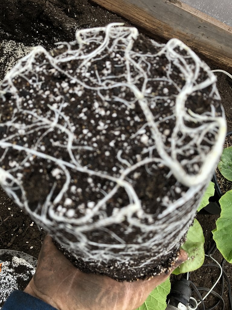 Home On The Range #13: Back to the Roots with Mycorrhizae Home On The Range #13: Back to the Roots with Mycorrhizae