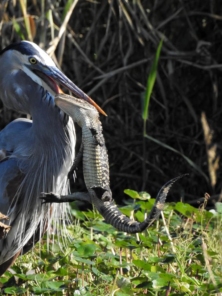 bird eating a gator