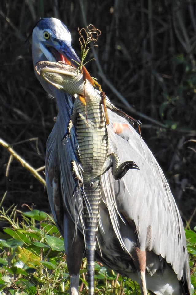 bird eating a gator