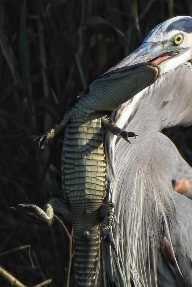 bird eating a gator