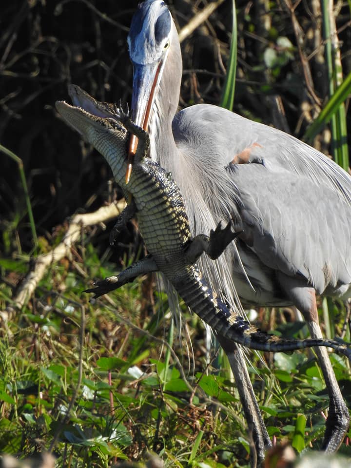 bird eating a gator