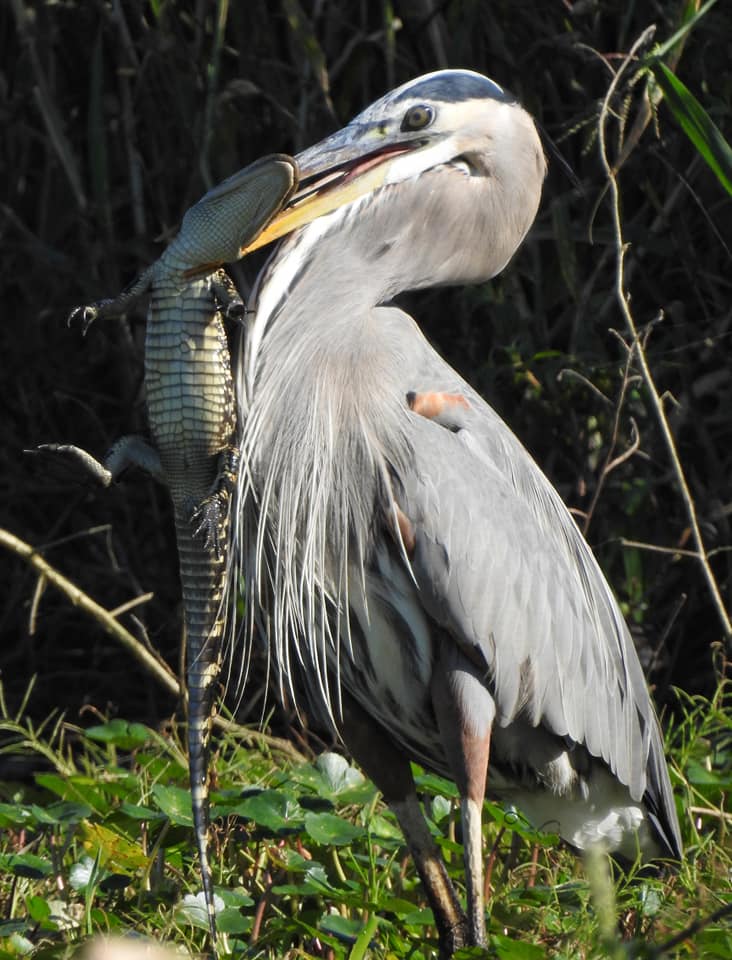 bird eating a gator