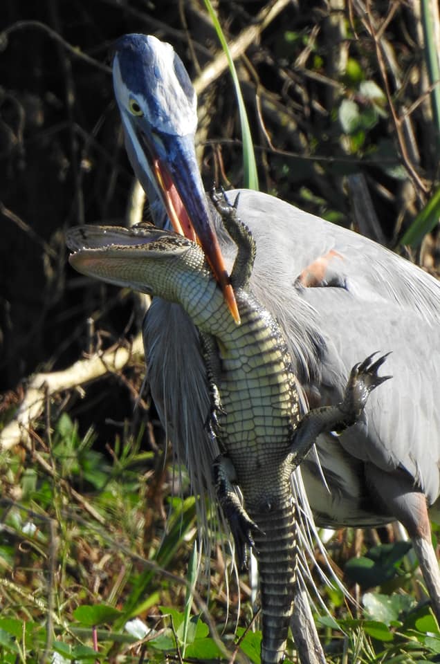 bird eating a gator