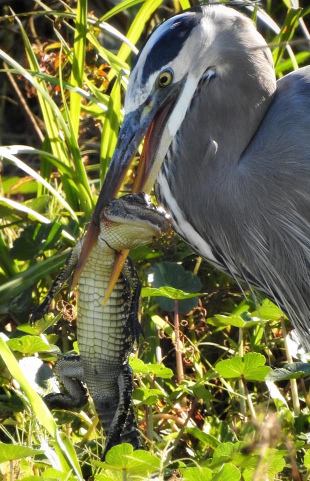 bird eating a gator