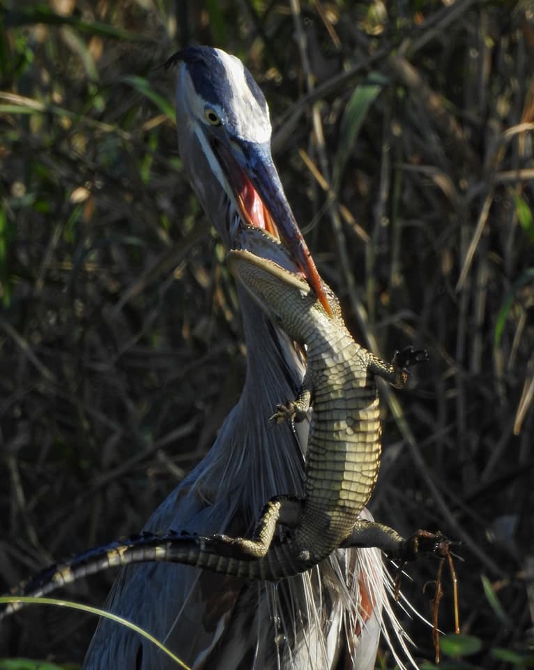 bird eating a gator