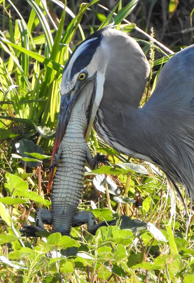 Bird Eating a Gator: Watch a Blue Heron Swallow an Alligator
