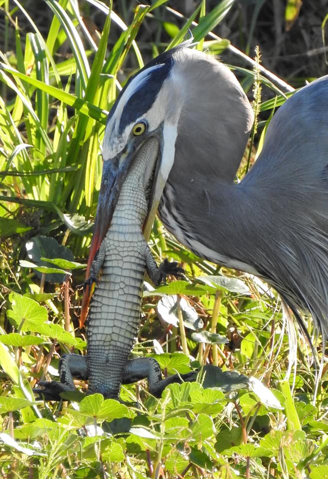 bird eating a gator