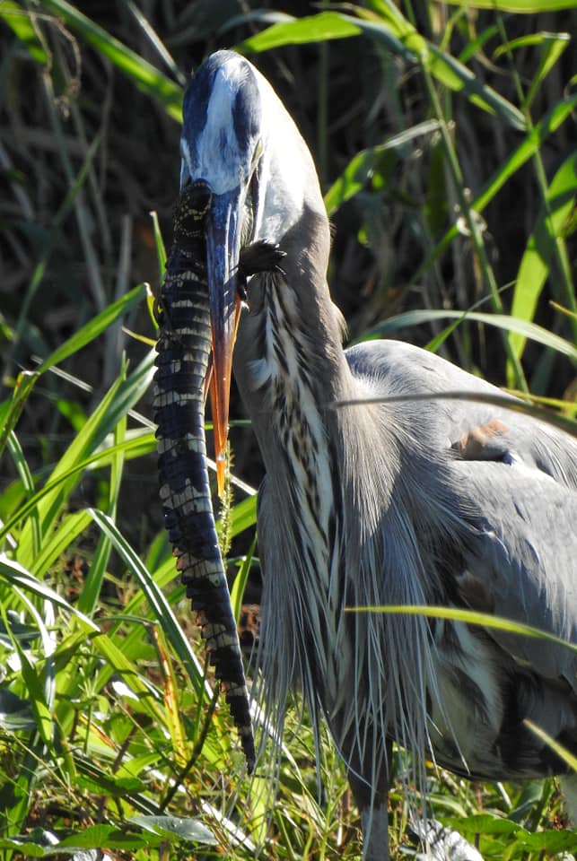 bird eating a gator