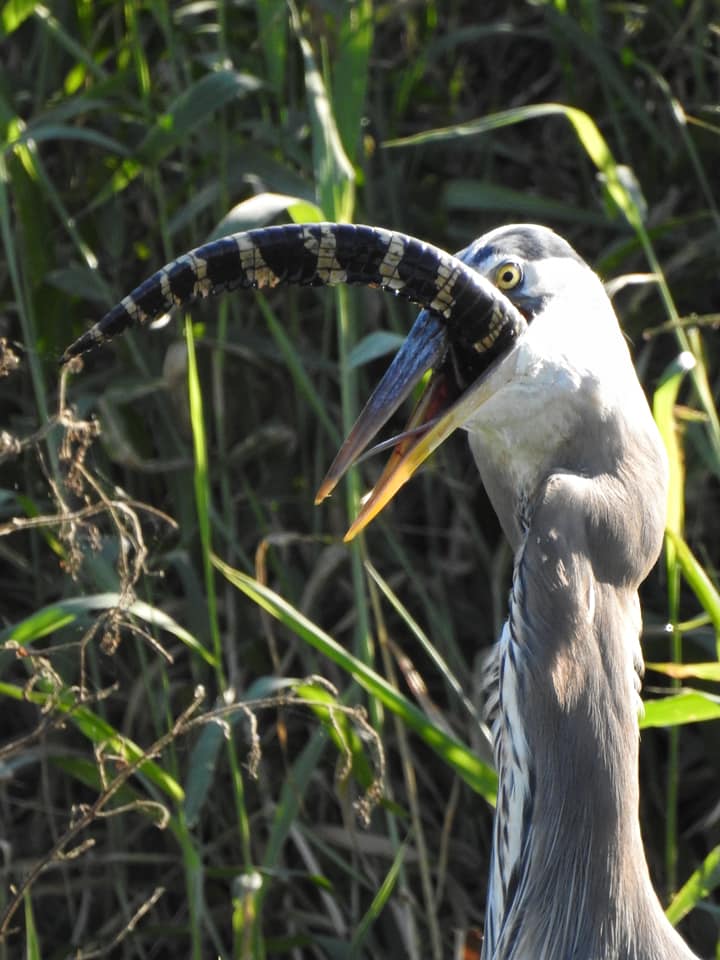 bird eating a gator