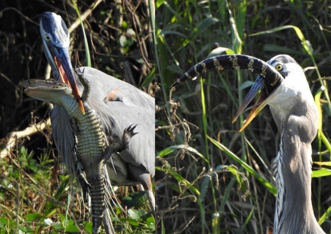 Bird Eating a Gator: Watch a Blue Heron Swallow an Alligator