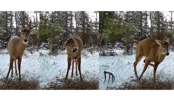 Watch as Buck Sheds Antler on Video
