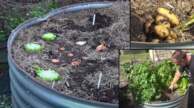 Can You Plant Kitchen Scraps to Grow More Veggies?