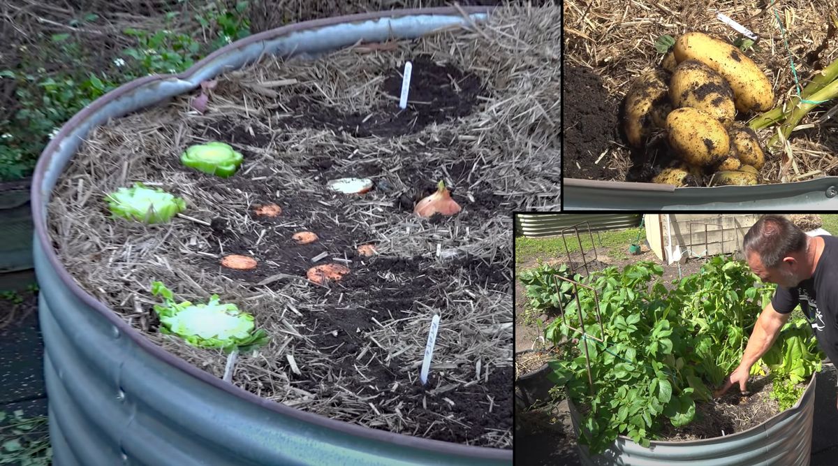 Can You Plant Kitchen Scraps to Grow More Veggies? Can You Plant Kitchen Scraps to Grow More Veggies?
