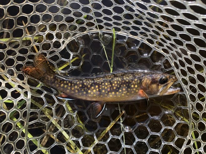 Genetically Pure Brook Trout discovered in Northern New York