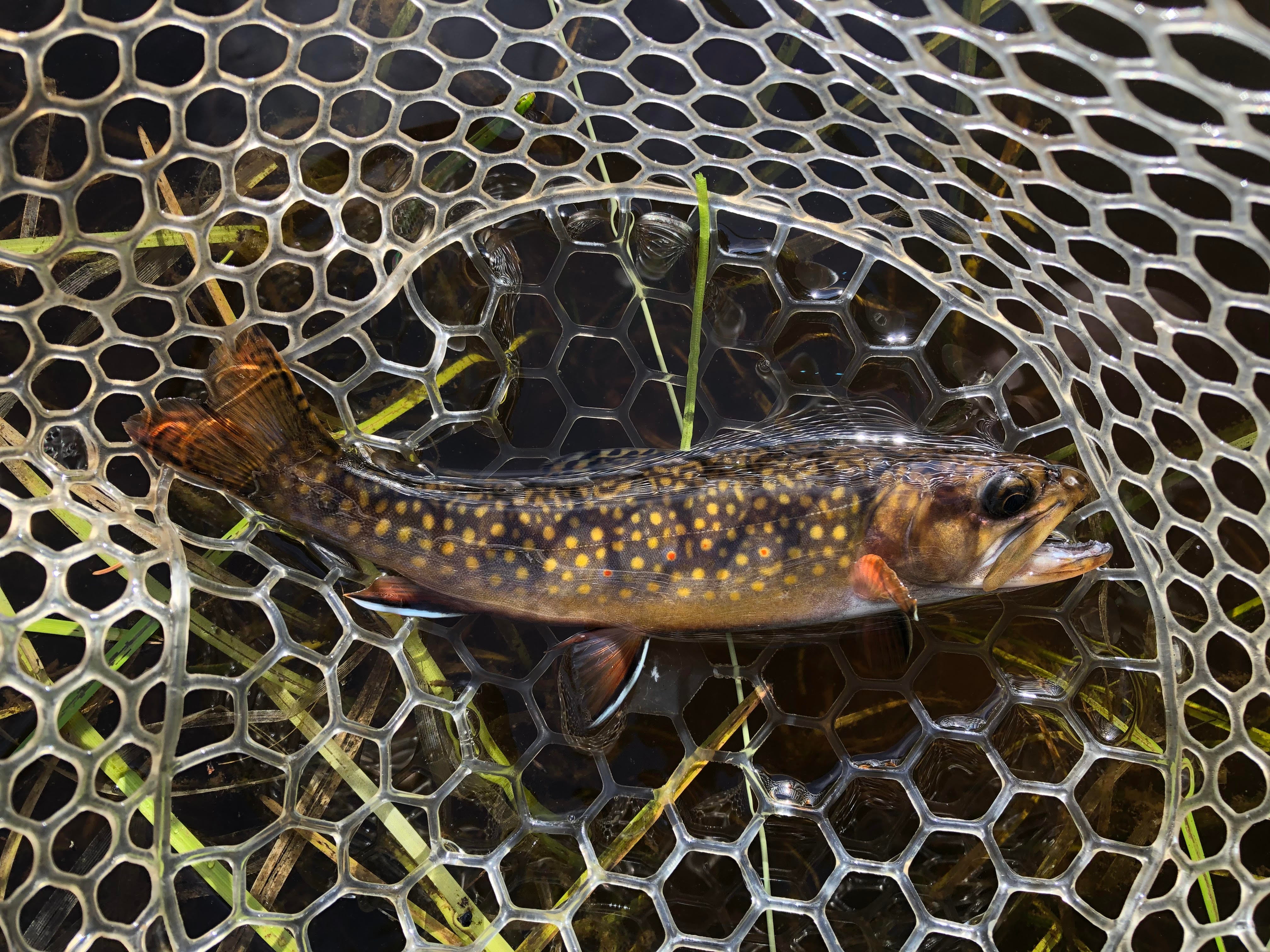 Genetically Pure Brook Trout discovered in Northern New York Genetically Pure Brook Trout discovered in Northern New York