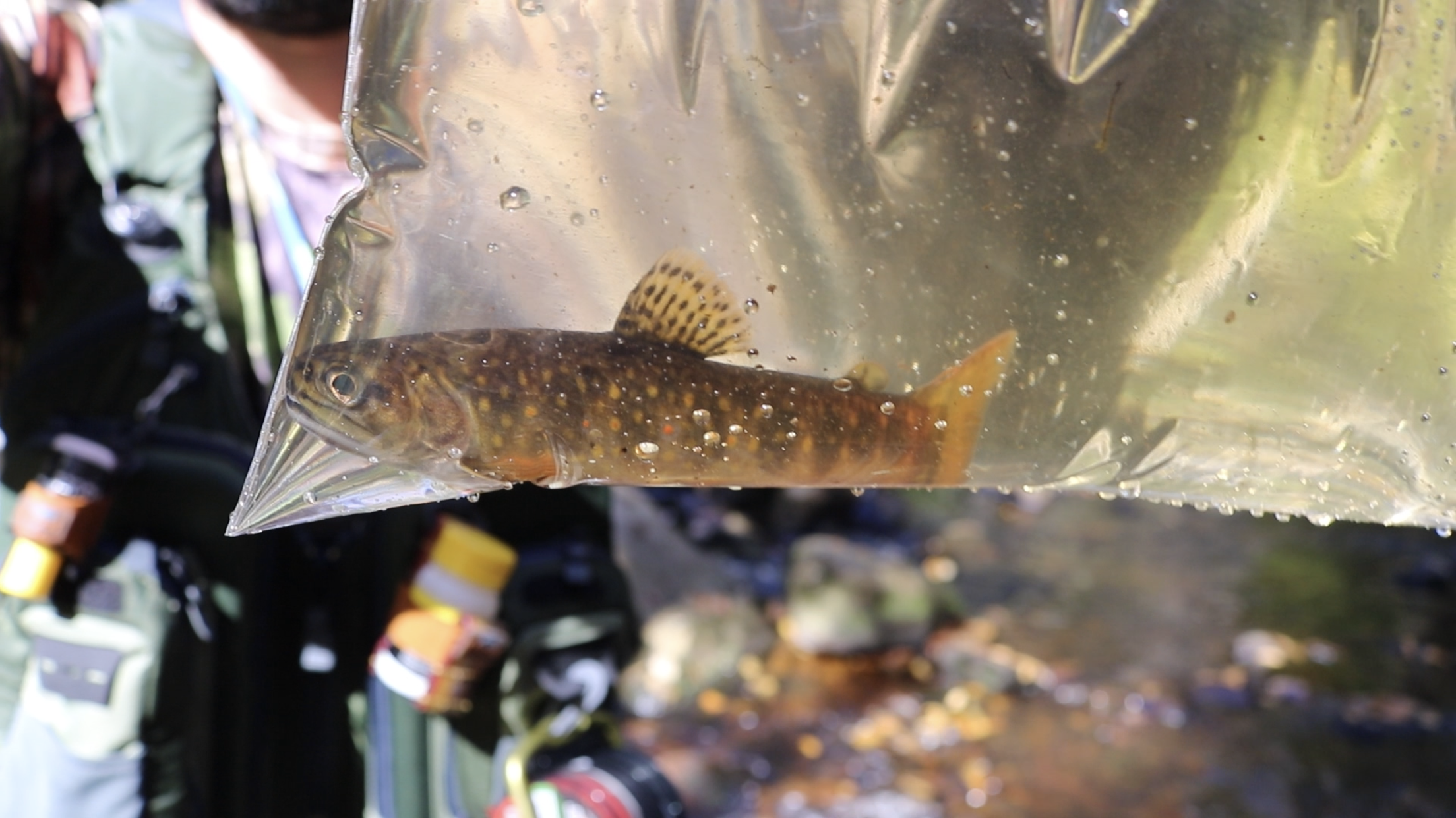 The brook trout were returned to the wild after fin sampling