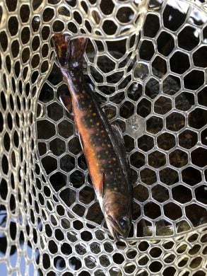 A vertical view of a Tug Hill sampled brook trout