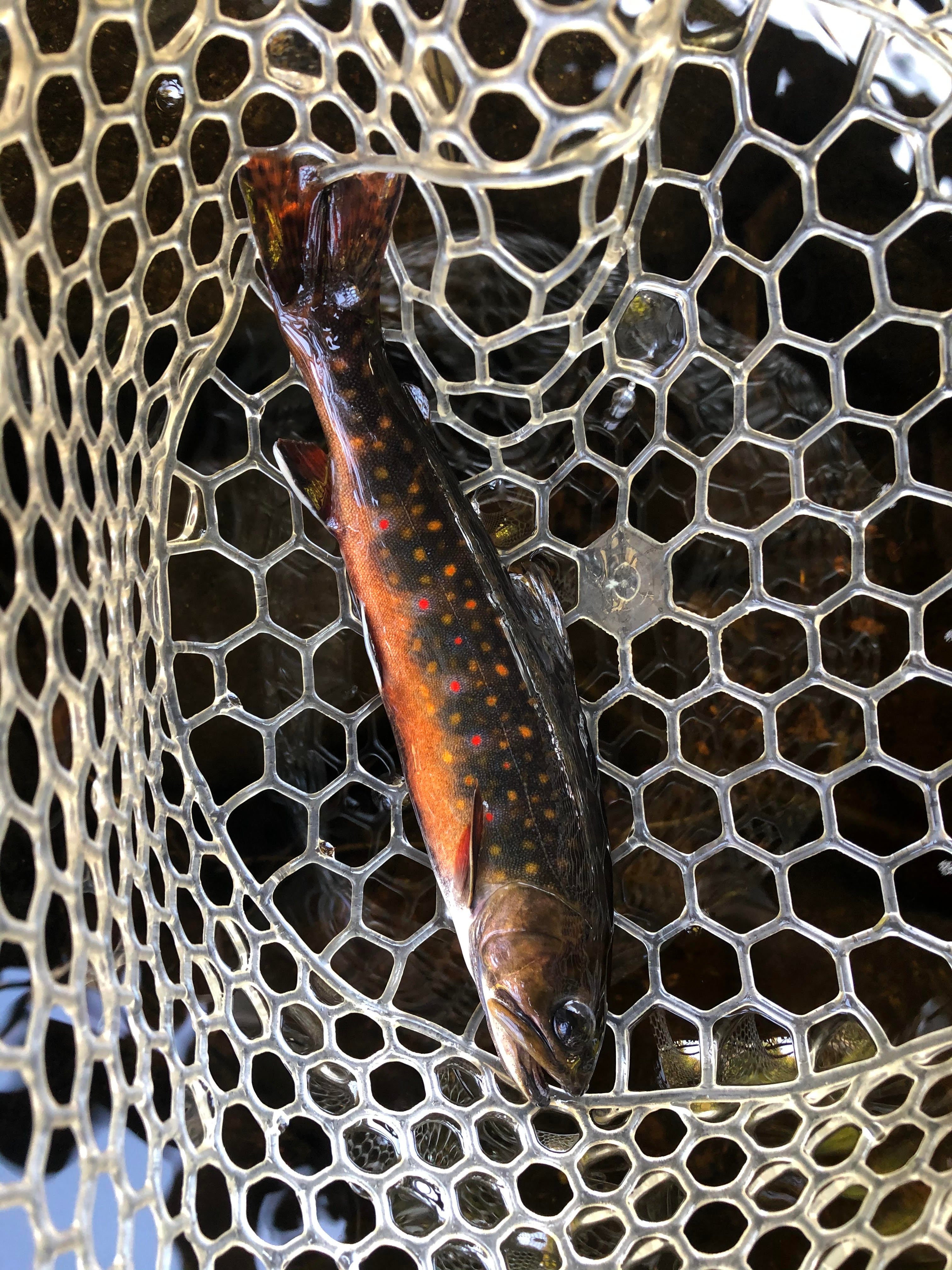 A vertical view of a Tug Hill sampled brook trout 