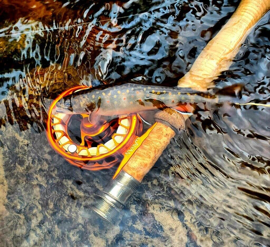 The brook trout from NY were found to be genetically unique